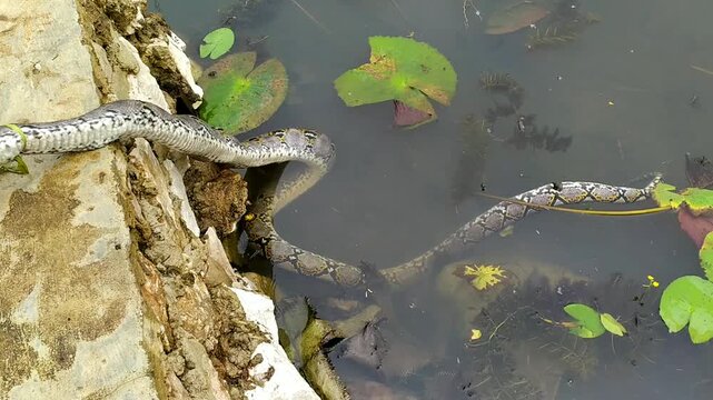A dead python with its head severed, showing a lifeless snake body in a natural outdoor setting.