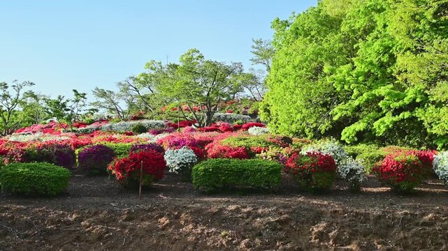 春の色彩、斜面を埋め尽くすツツジの迷宮。
「柔らかな木漏れ日と鮮やかな花の競演。歴史ある公園に広がる、生命力あふれる春のパノラマ。」
熊本県山鹿市(日輪寺)
"Soft sunlight filtering through the trees and vibrant flowers collide. A spring panorama unfolds in this historic park."