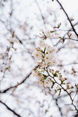 Obraz premium 播磨坂さくら並木の桜