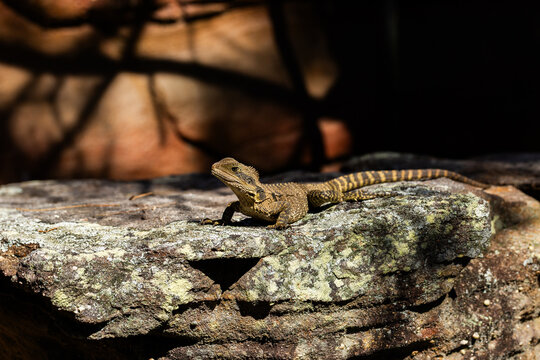 Lizard sitting on rock in sunlight in Australia