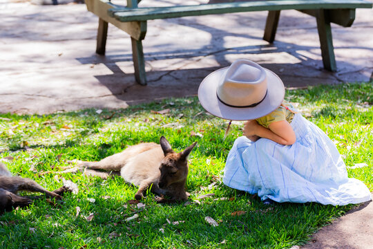 little girl patting kangaroo resting in dappled light near picnic area