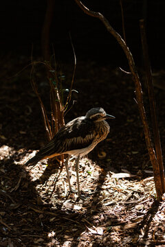 bush stone-curlew bird against brown environment