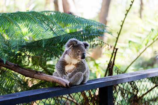 Koala animal sitting on railing in bushland