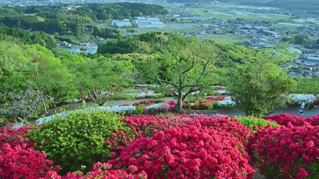「新緑に映える、ツツジのフラワーカーペット。」
「熊本・山鹿の春を象徴する、3万5千株のツツジが織りなすパッチワークのような絶景」
熊本県山鹿市(日輪寺)
"A spectacular patchwork-like view of 35,000 azaleas, symbolizing spring in Yamaga, Kumamoto."