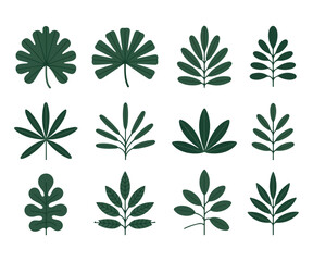 Green tropical leaf collection vector illustration with various exotic foliage shapes for nature theme © Md