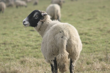 Obraz premium A close-up of a black and white sheep with curled horns chewing on grass in a natural field setting, capturing the rustic charm and peacefulness of rural life.