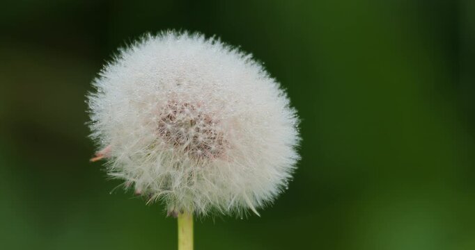 White fluffy dandelion seed head on stem with raindrops falling on delicate pappus. Taraxacum officinale medicinal plant in nature, macro view of wild herb and natural healing concept. Ripe fruit.