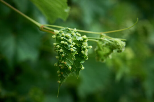 Grape leaves with abnormal growths called galls.