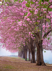 Cherry blossom tree lined pathway with vibrant pink flowers blooming in spring season Tabebuia rosea, Bignoniaceae