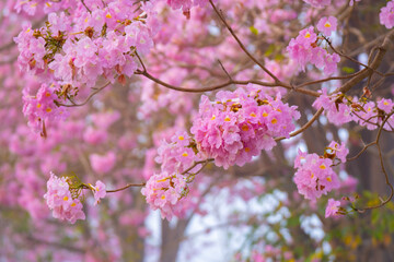 Obraz premium Pink flower cluster bloom on tree branch in spring season with soft background and natural light Tabebuia rosea, Bignoniaceae