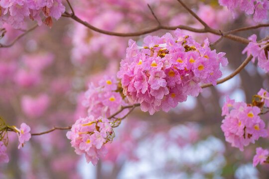 Pink flower cluster with yellow center blooms on tree branch in soft focus background, evoking spring beauty Tabebuia rosea, Bignoniaceae