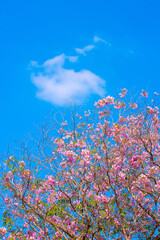 Pink flower tree branches bloom under bright blue sky with white clouds on sunny day, creating peaceful natural scene Tabebuia rosea, Bignoniaceae