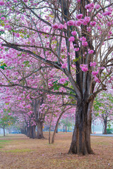 Pink flower tree with brown trunk in park with green grass and pathway in background Tabebuia rosea, Bignoniaceae