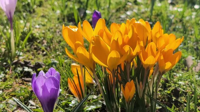 Yellow crocus flowers blooming in spring flowerbed, bright garden nature scene with copy space