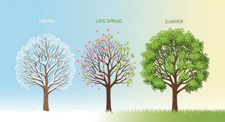Tree Seasonal Transformation from Winter to Summer with Late Spring Bloom Vector Illustration