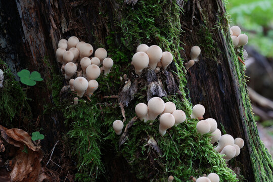 Gruppe von Flaschenbovisten w&auml;chst an bemoostem Baumstamm in nat&uuml;rlicher Waldumgebung, begleitet von Moos- und Kleepflanzen, detailreiche Makroaufnahme eines lebendigen Pilzbiotops im Herbstwald