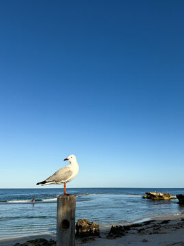 Seagull sitting on fencing log looking back at sea on beach in morning light with clear blue sky