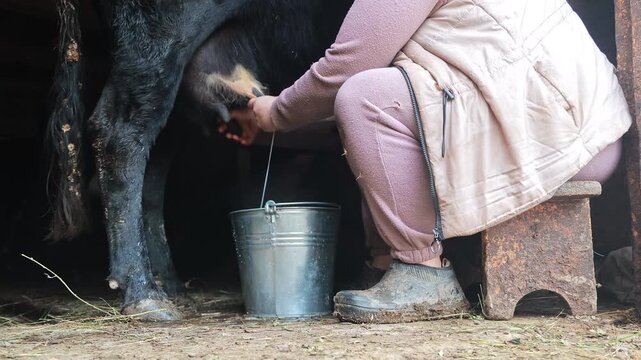 Unrecognizable farmer sitting on small wooden stool milking a black cow, working hard manually inside old rustic barn filling shiny metal bucket