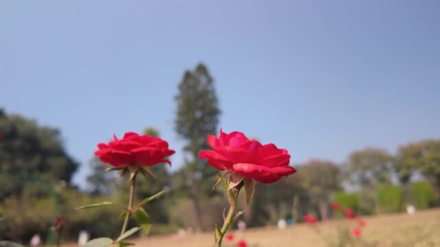 Two Vibrant Red Roses Blooming Against a Clear Blue Sky in a Sunny Garden