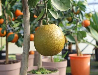 Chocolate Navel orange hanging on plant in a greenhouse cultivation.