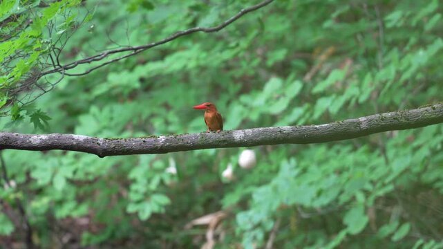 4K: Rare Ruddy Kingfisher (Halcyon coromanda) perched on a mossy branch, taking off in Shirakami-Sanchi, Japan.