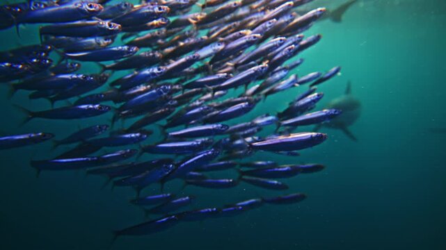 Amazing fish bait ball sardine school run, Pod of dolphins hunt Underwater footage of South Africa. Marine aquatic mammals wildlife of Africa concept. Dolphins attacking pod of fish in Atlantic ocean.