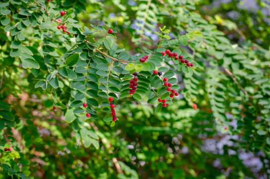 Breynia officinalis branches with red berries in a bright and fresh atmosphere