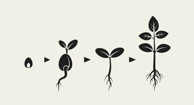Seedling growth stages illustration showing germination process, Seed, Roots, Leaves, Plant, Sprouting