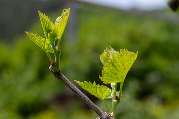 Fototapeta premium Fresh grapevine shoots emerging in vibrant green against a blurred vineyard background during the spring season