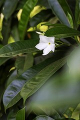 Obraz premium white lily flower in a botanical garden, Thailand