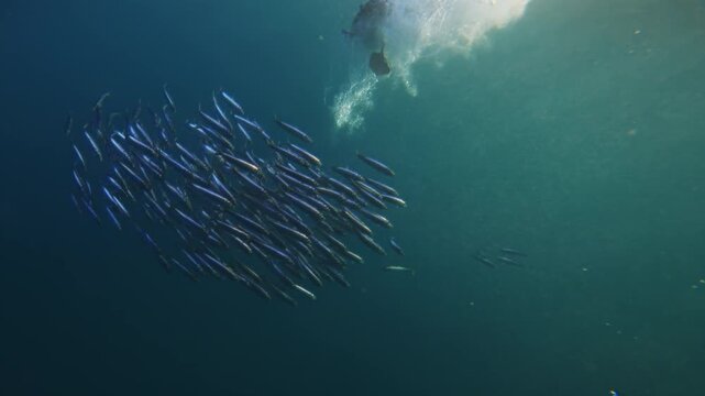 Amazing hunt of seagull bird hunt fish bait ball sardine school run, Underwater footage of South Africa. Marine aquatic wildlife of Africa concept. Animals attacking pod of fish in Atlantic ocean.