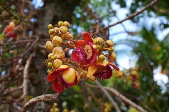 View of pink flowers on a cannonball tree, Couroupita guianensis