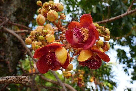 View of pink flowers on a cannonball tree, Couroupita guianensis