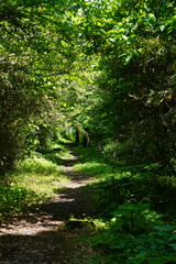 Obraz premium ​​A winding dirt path through a lush green forest tunnel in summer.