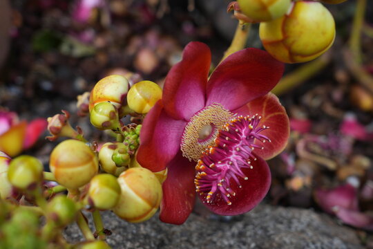 View of pink flowers on a cannonball tree, Couroupita guianensis