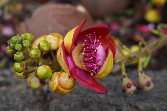 View of pink flowers on a cannonball tree, Couroupita guianensis
