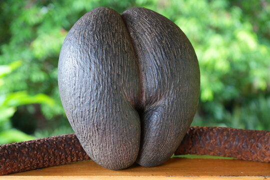 View of a coco de mer, or double coconut, seed from the Lodoicea maldivica tree, a unique palm tree from the Seychelles