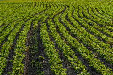 Growing soybean plants in a lush green field under bright sunlight during the daytime in spring season
