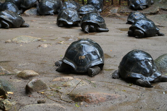 View of giant tortoises, Aldabrachelys Gigantea, in Mahe island in the Seychelles