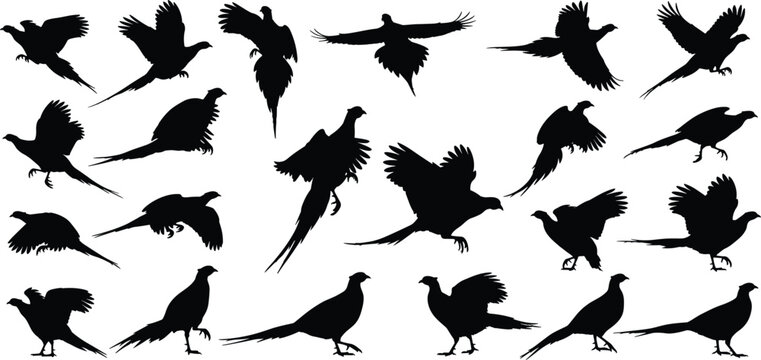 Black silhouettes of pheasants in flight, standing, and walking with long tail feathers, perfect for wildlife design, ornithology, and nature-themed projects