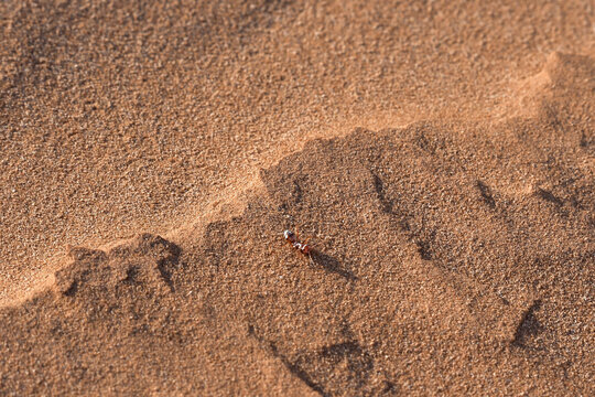 Saharan silver ant (Cataglyphis bombycina) crossing hot desert sand with shadow, minimal macro scene in Erg Chebbi dunes, Morocco