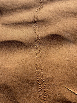 Winding scarab beetle track across fine desert sand forming abstract pattern, minimal texture in Erg Chebbi dunes, Morocco