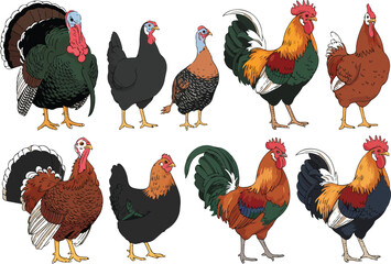 rooster and hens © Mdmokbul