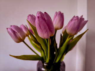 Tulipany © PhotographyHannaLiz