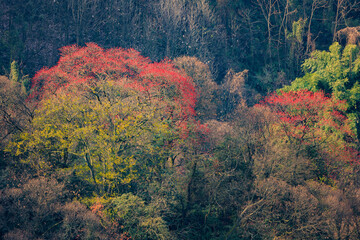 Obraz premium Forest trees showing autumn colors in china