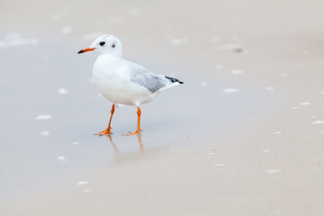 Fototapeta premium Seagull in the natural environment on the Baltic Sea.