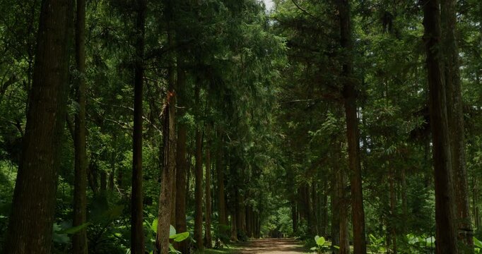 Fir Forest Path: A quiet path through towering trees where sunlight filters through.