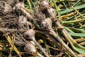 Freshly harvested garlic with dirt and green leaves in a rustic agricultural setting during late...