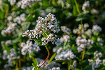 Fagopyrum esculentum blooming in a field during late spring with clusters of small white flowers amidst green foliage