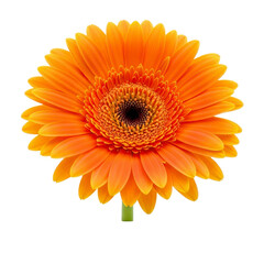 Orange Gerbera Daisy flower isolated on white background